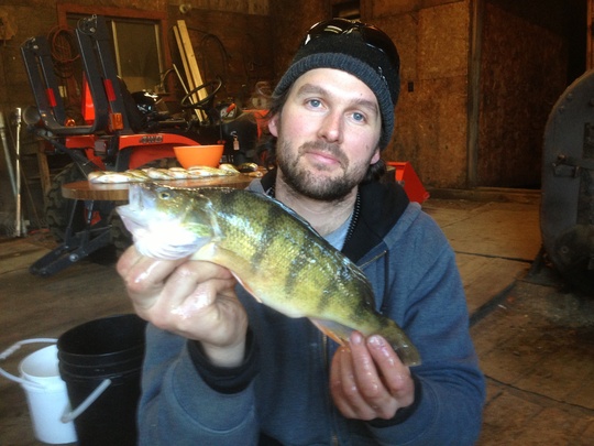 Yellow Perch