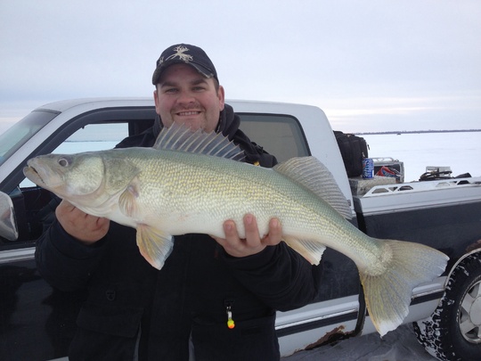 Walleye