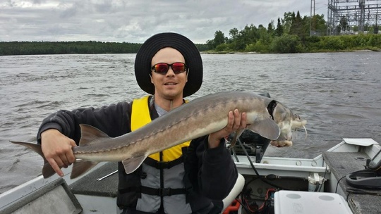 Lake Sturgeon