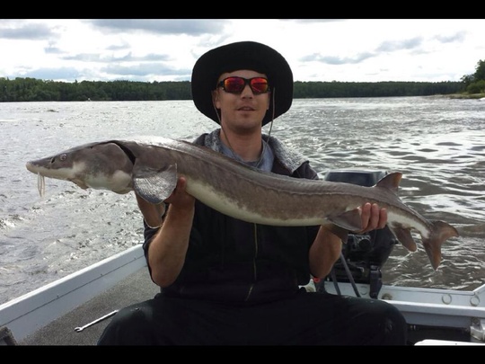 Lake Sturgeon