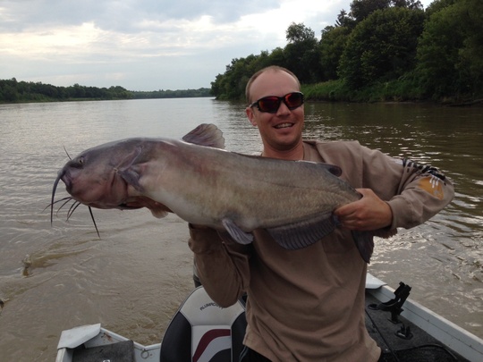 Channel Catfish