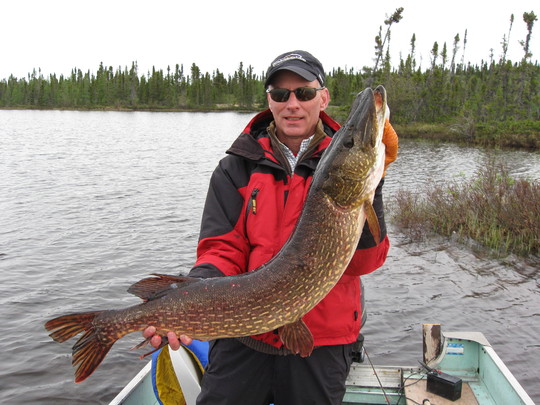 Northern Pike