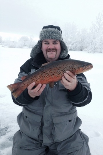 Brown Trout