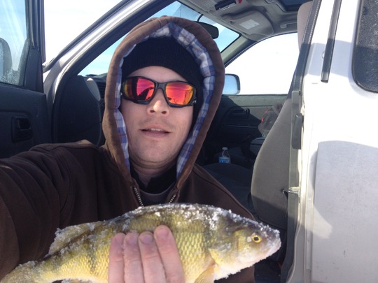 Yellow Perch