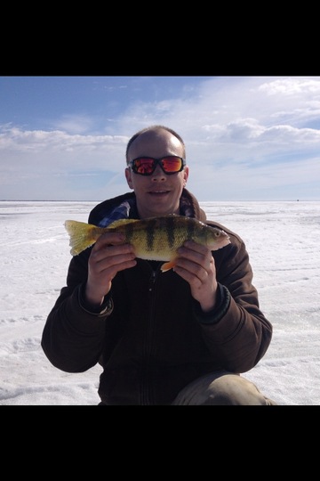 Yellow Perch