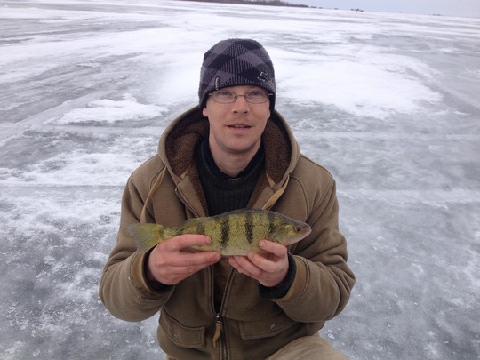 Yellow Perch