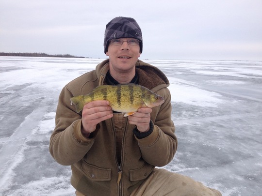 Yellow Perch