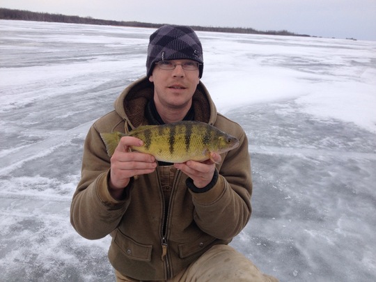 Yellow Perch