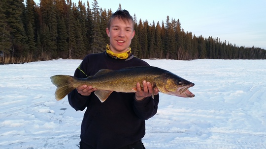 Walleye