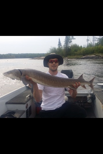 Lake Sturgeon