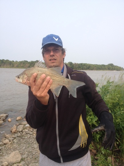 White Bass