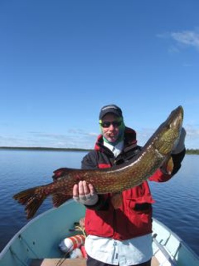 Northern Pike