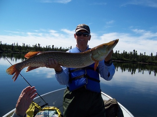 Northern Pike