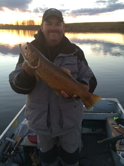 Brown Trout