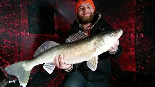 Walleye