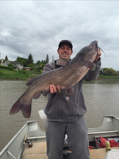 Channel Catfish