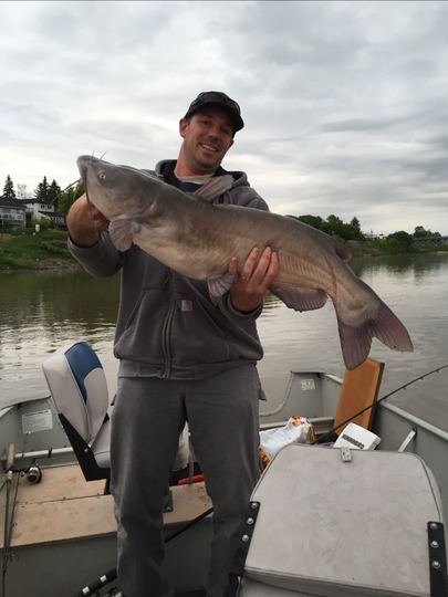 Channel Catfish
