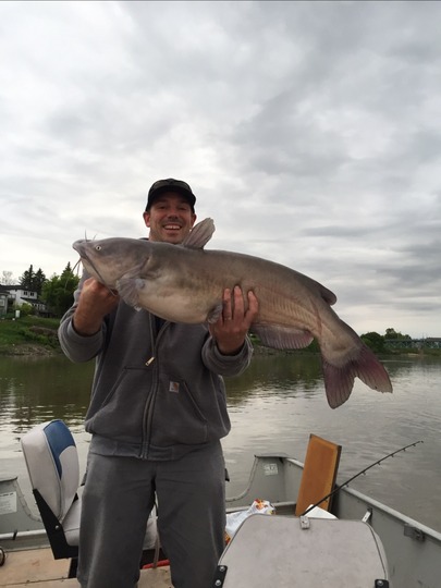 Channel Catfish