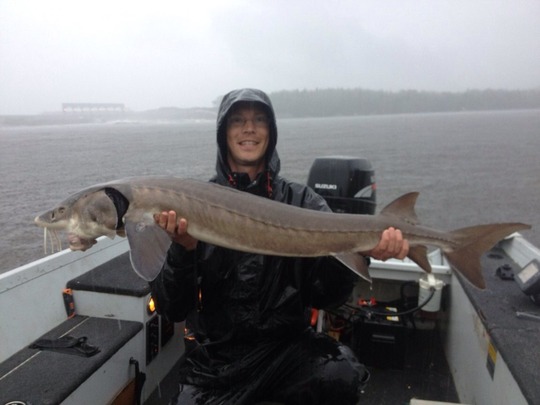 Lake Sturgeon