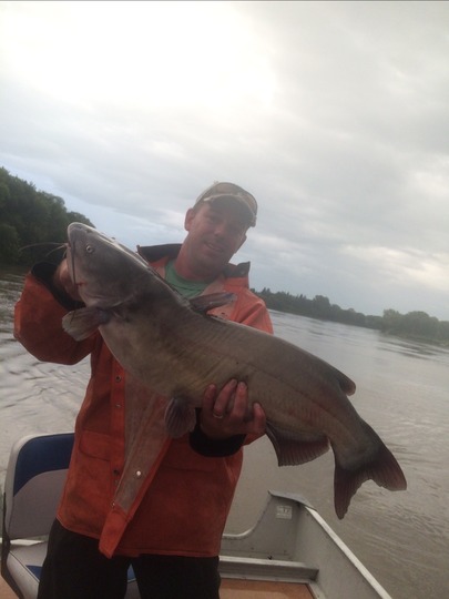 Channel Catfish