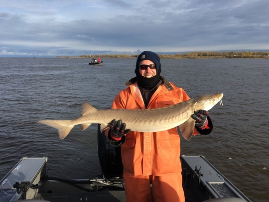 Lake Sturgeon