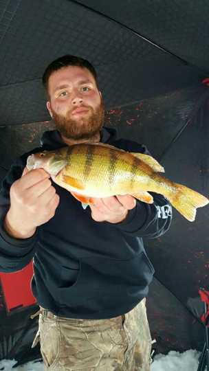 Yellow Perch