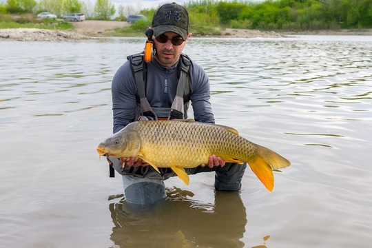 Common Carp