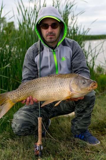 Common Carp