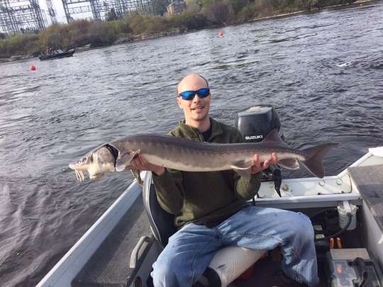 Lake Sturgeon