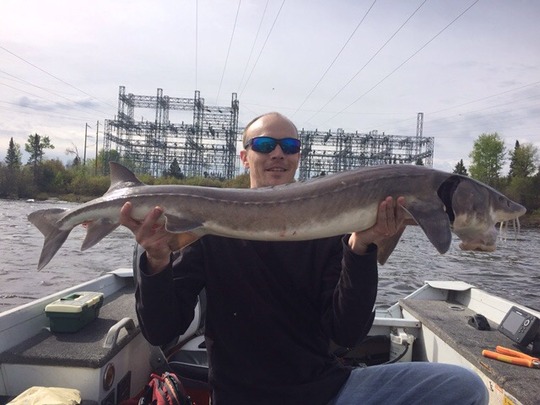 Lake Sturgeon