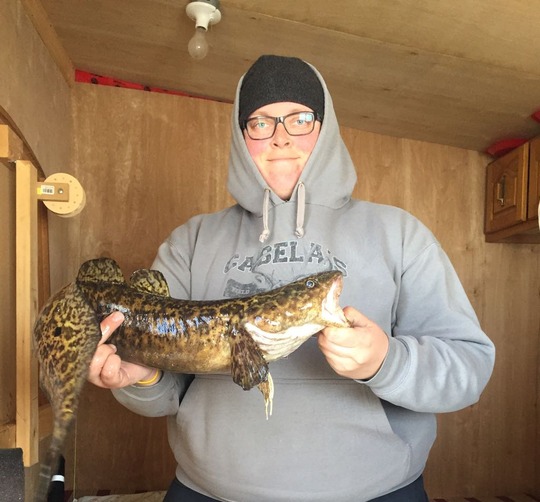 Burbot
