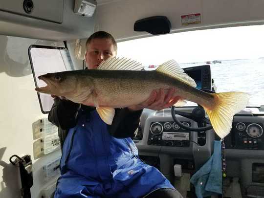 Walleye