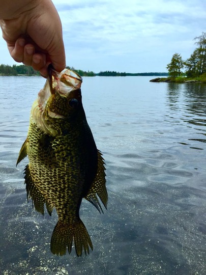 Black Crappie