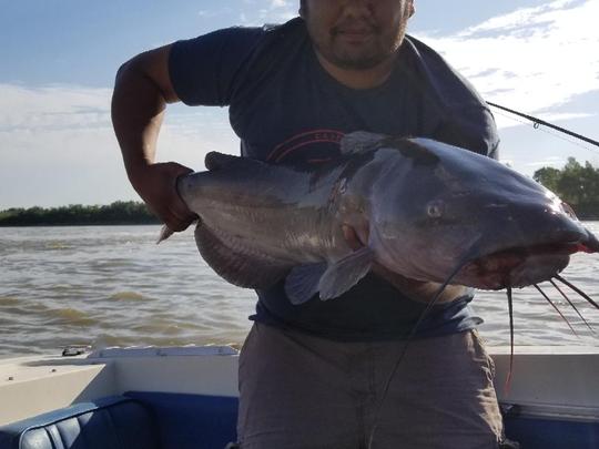 Channel Catfish
