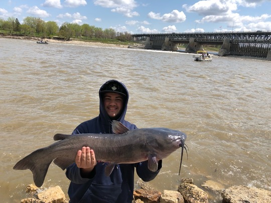 Channel Catfish
