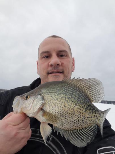 Black Crappie