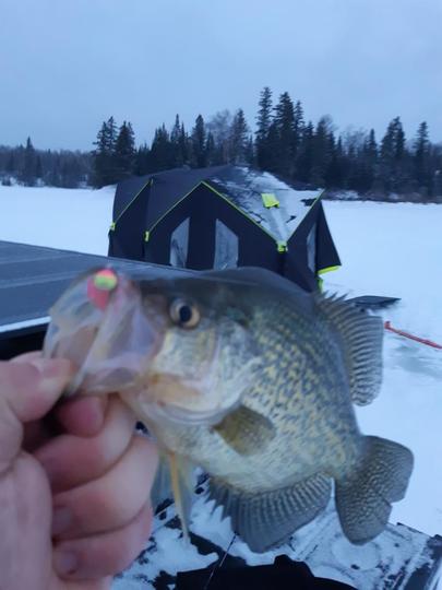 Black Crappie