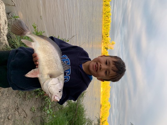 Freshwater Drum