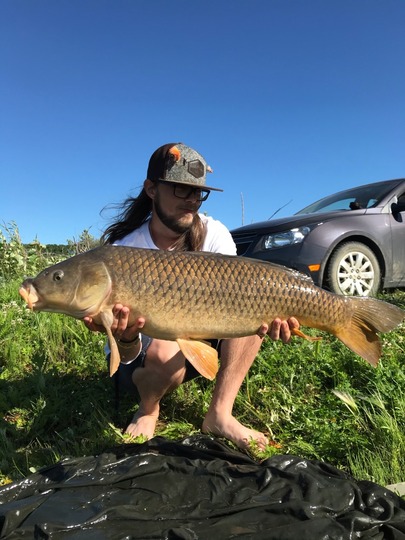 Common Carp
