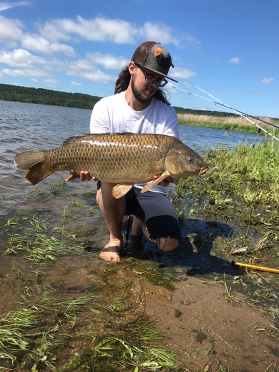 Common Carp