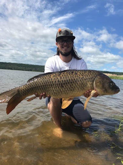Common Carp