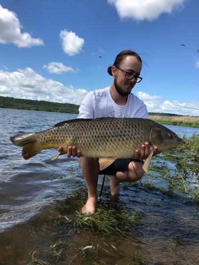 Common Carp