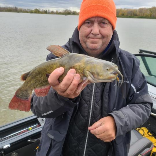 Bullhead
