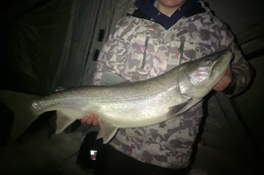 Lake Trout