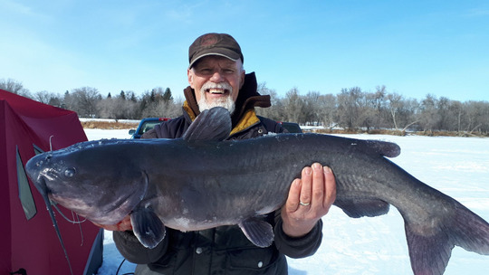 Channel Catfish