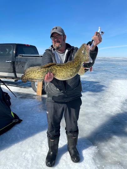 Burbot