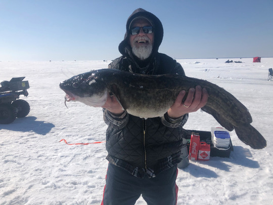 Burbot
