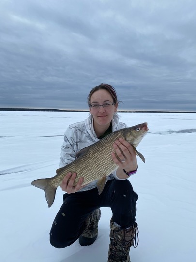 Lake Whitefish