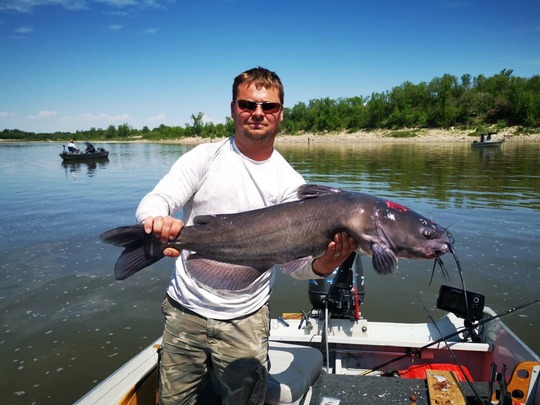 Channel Catfish