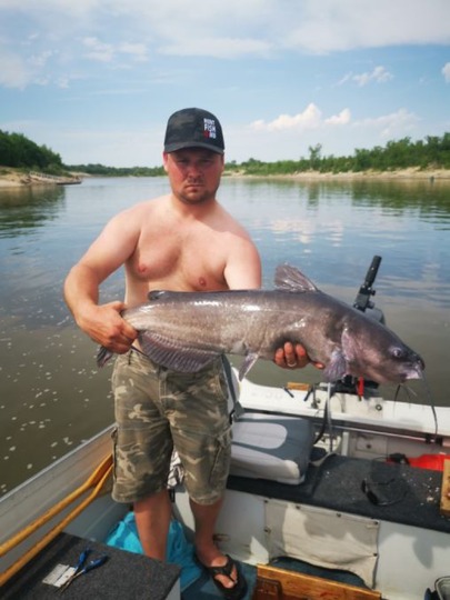 Channel Catfish